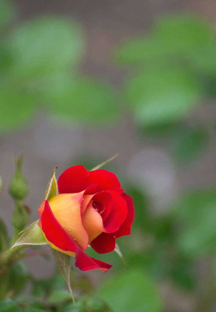 An image that has a shallow depth of field - Rosebud © Anita Sagastegui
