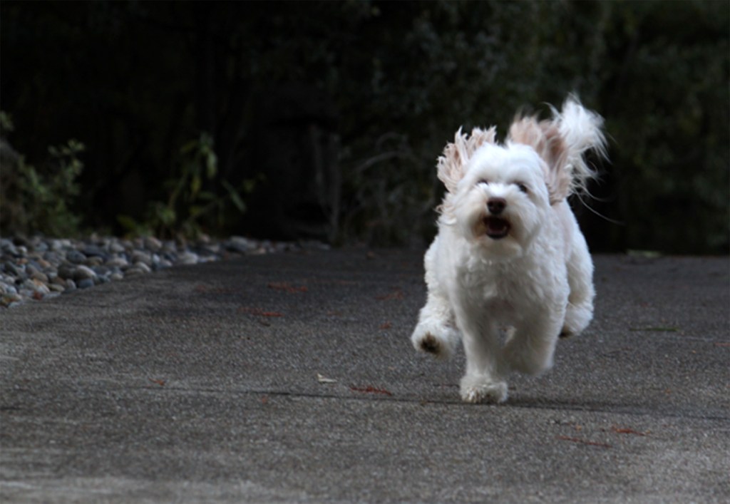 Pets are often a source for images focused on shutter speed.
