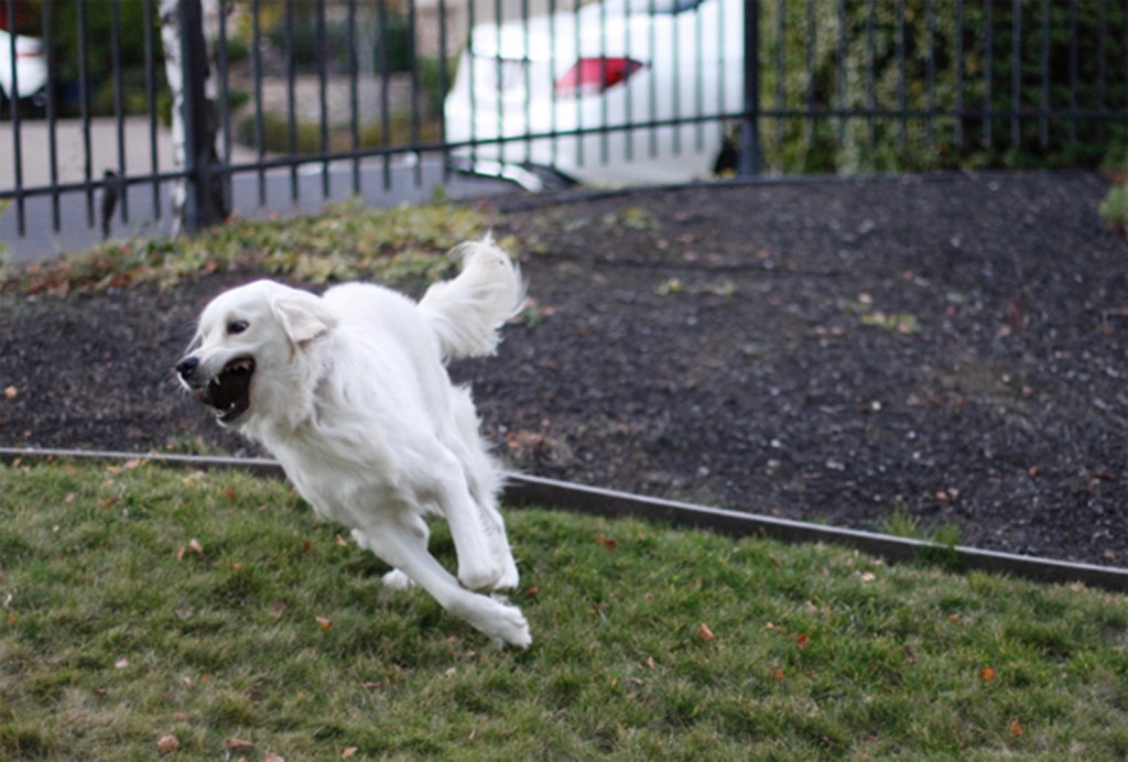 Another pet caught in still motion by a student