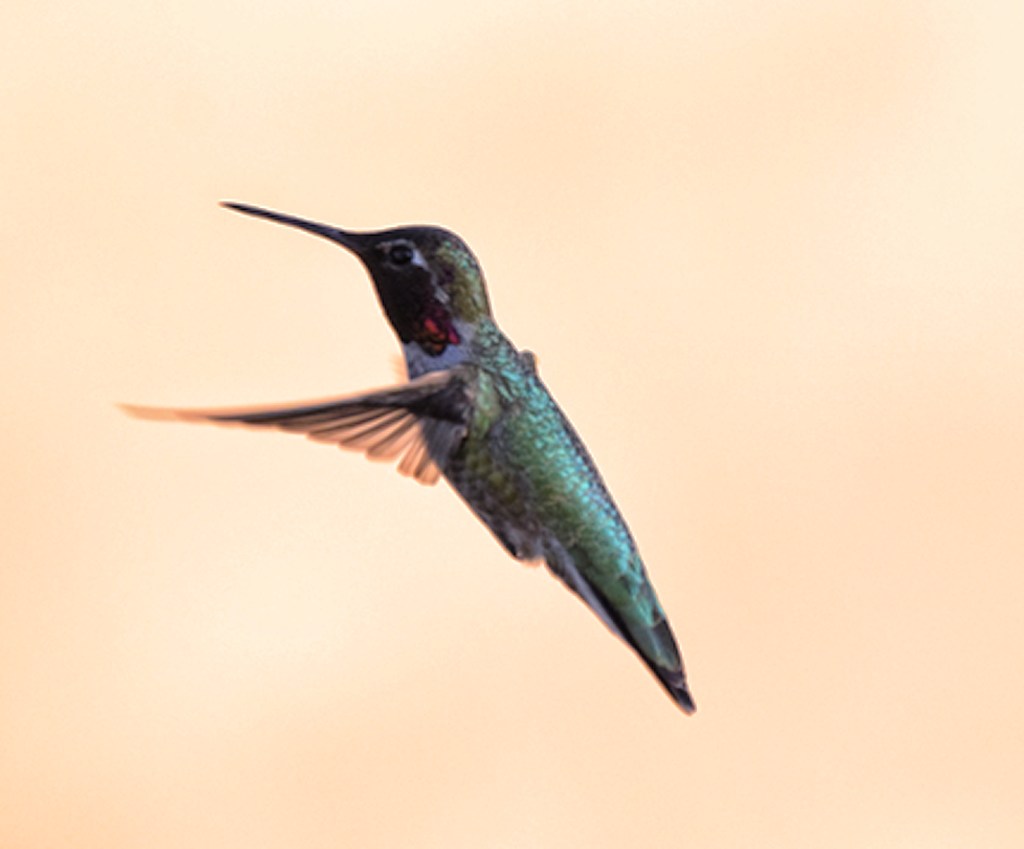 A still motion shot of a hummingbird by a student