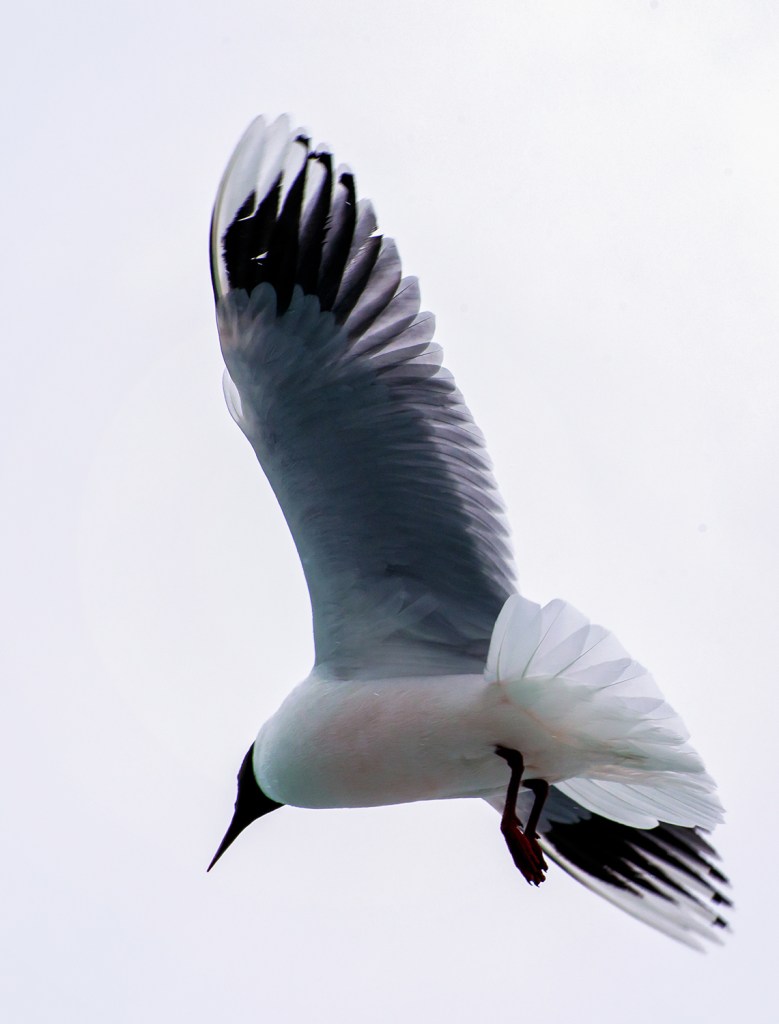 With a fast shutter speed, one can capture a bird in flight. "Franklin's Gull", El Calafate, Argentina, © Anita Sagastegui