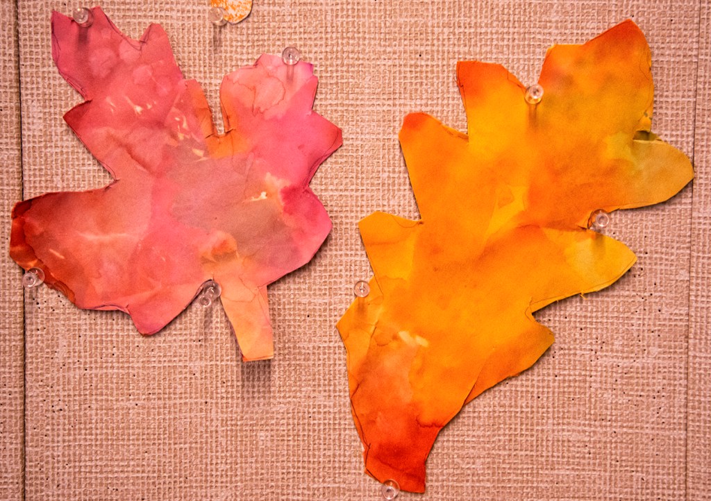 Kindergarten students' autumn leaves, made with warm colored bleeding tissue paper