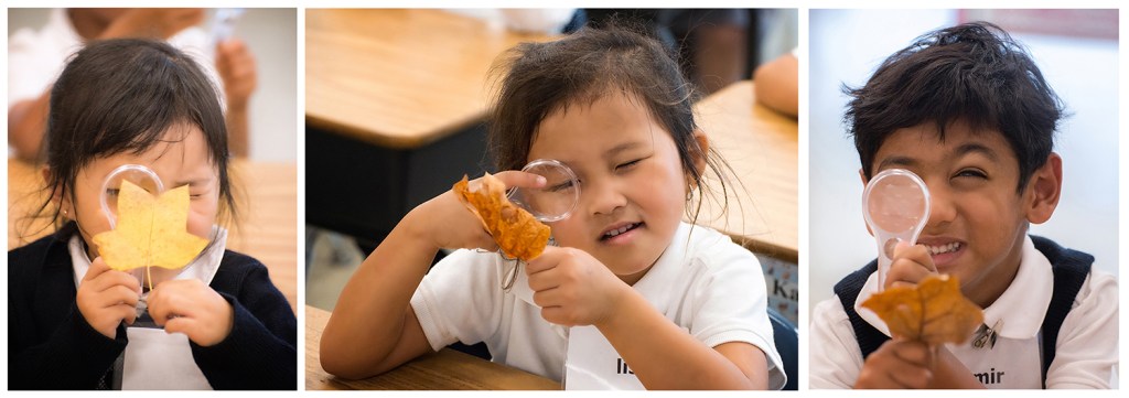Kindergarten students further examining autumn leaves with little magnifying glasses