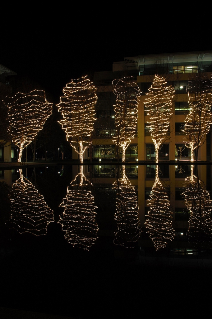 8th grade student's night photography: trees lit up for Christmas reflected in a lake