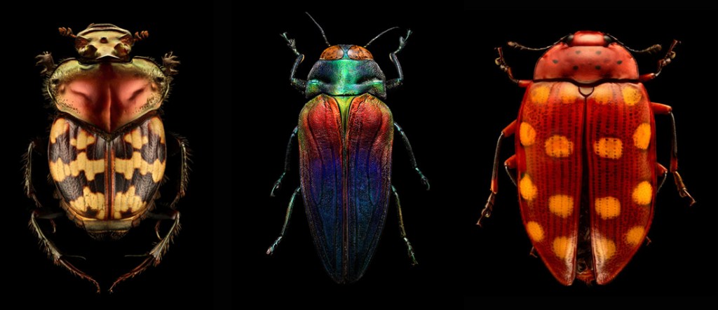 macrophotography of various colorful insects